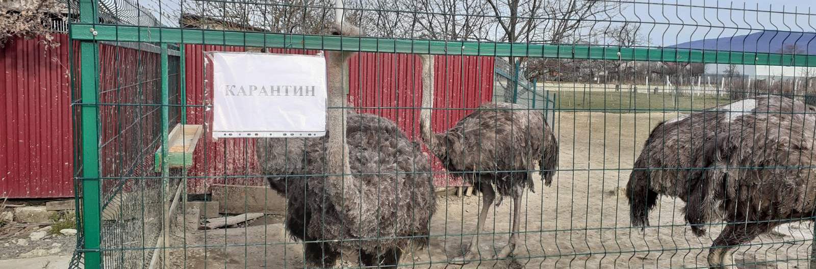 Робота навчальної ветеринарної клініки в умовах карантину