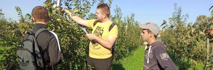 Встановлення знімальної стиглості плодів та визначення біологічної урожайності яблуні в саду