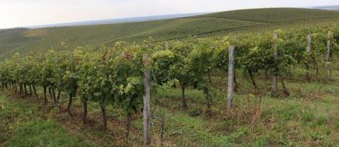 Винна дорога Закарпаття