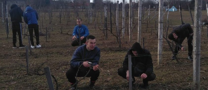 Весняна обрізка винограду