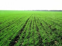 Весняне підживлення- запорука майбутнього врожаю
