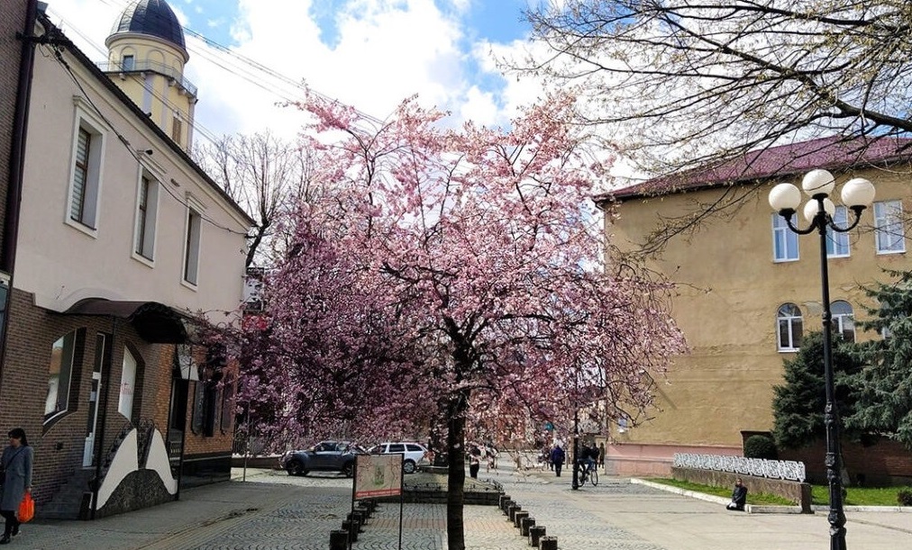 ЗАКАРПАТТЯ В ЦВІТІ САКУРИ