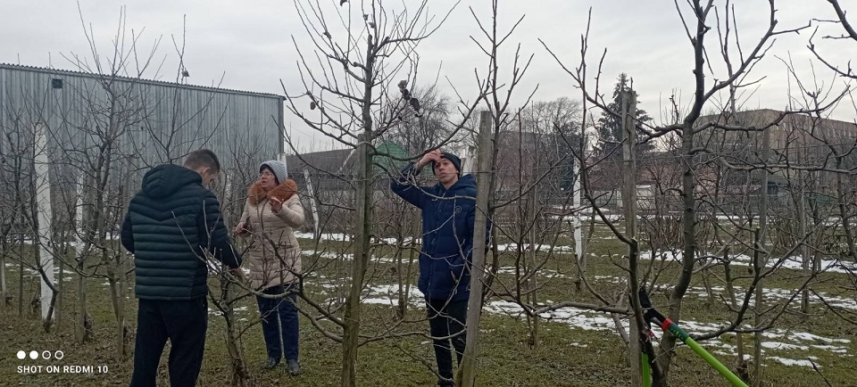 Формування і обрізування дерев яблуні по типу стрункого веретена і супер веретена на підщепі М9