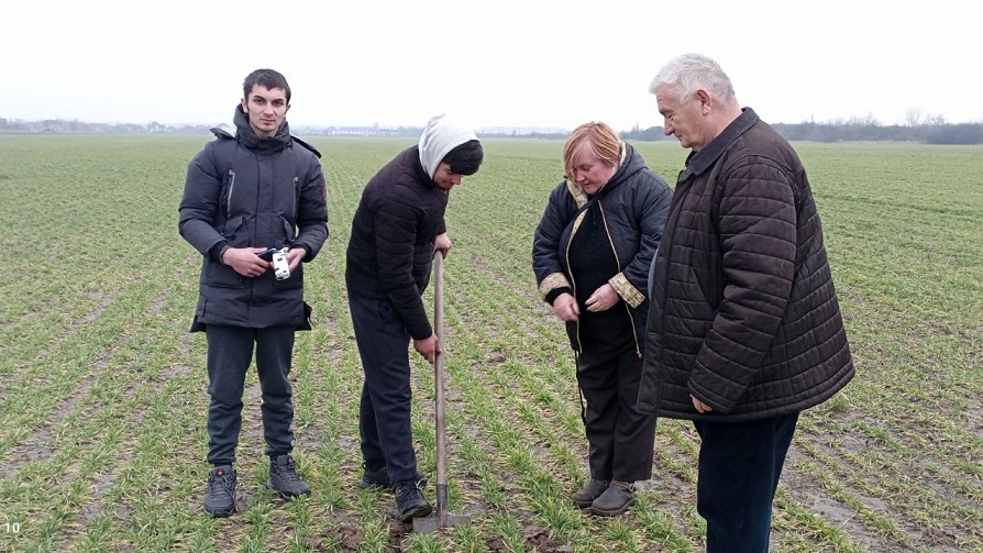 Визначаємо життєздатність озимини