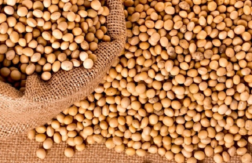 Підведення підсумків з дисципліни Технології вирощування продукції рослинництва для студентів спеціальності 201 Агрономія – збирання врожаю сої у ВСП «Мукачівський фаховий коледж НУБіП України»